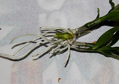 Sevrage d'un keiki de Dendrobium et rempotage (3)