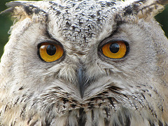 Siberian Owl