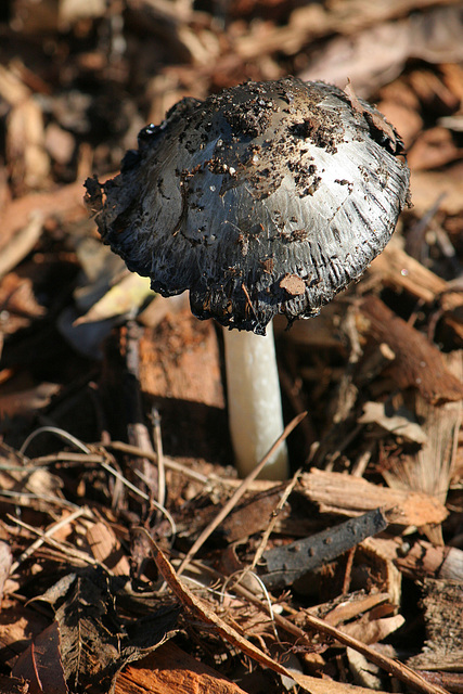 Fungus (1813)