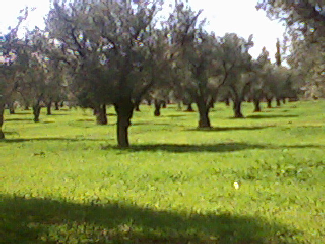 promenade dans le champ des oliviers