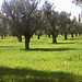 promenade dans le champ des oliviers