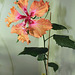 Hibiscus- Floraison d'une bouture