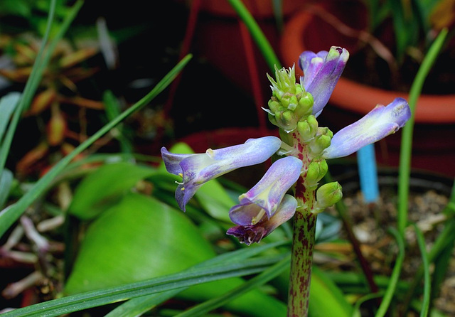Lachenalia  orchidioïdes