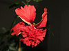 Hibiscus El Capitolio rouge (6)