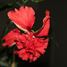 Hibiscus El Capitolio rouge (6)