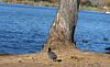 Dylan's photo of Ducks At Santee Lakes (2012)