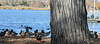 Dylan's photo of Ducks At Santee Lakes (2022)