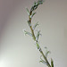 Haworthia pygmaea- floraison