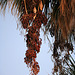 Palm Fruit at Oasis of Mara (2510)