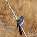 Bird in Big Morong Canyon (2423)