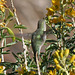 Hummingbird in Big Morongo Canyon (2407