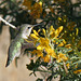 Hummingbird in Big Morongo Canyon (2415)