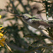 Hummingbird in Big Morongo Canyon (2417)