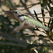 Hummingbird in Big Morongo Canyon (2418)