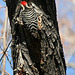 Woodpecker in Big Morongo Canyon Preserve (2401)