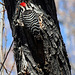 Woodpecker in Big Morongo Canyon Preserve (2402)