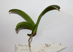 Keiki  de Phalaenopsis