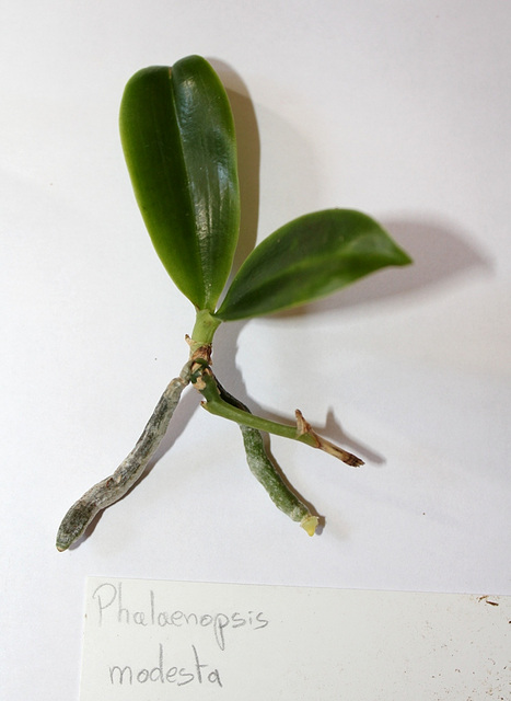 Keiki de phalaenopsis