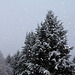 Sapins sous la neige