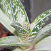 aloe variegata DSC 0226