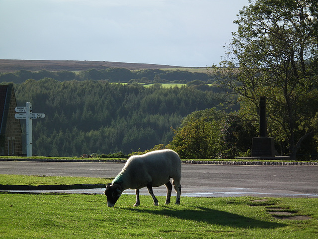 Sheep grazing at Goathland (aka Aidensfield!)
