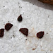 Capsules et graines d'Iris barbu (3)