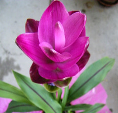 Curcuma Alismatifolia ou tulipe de Siam