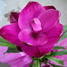 Curcuma Alismatifolia ou tulipe de Siam