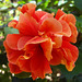 Hibiscus pompon orange
