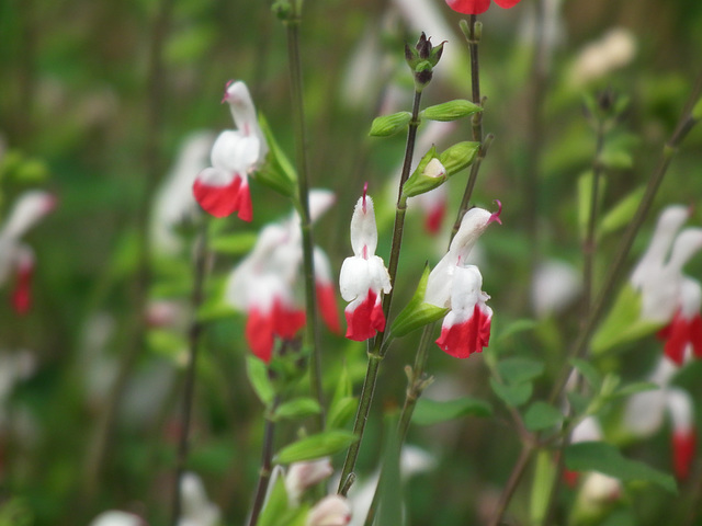 Little red and white flowers