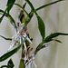 Keiki de Dendrobium nobile