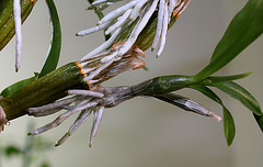 Keiki de Dendrobium nobile