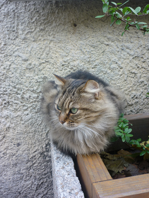 A Carcassonne ...Un chat