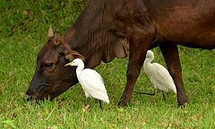 Cattle egrets. Les garde-boeufs.Sri Lanka.