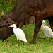 Cattle egrets. Les garde-boeufs.Sri Lanka.