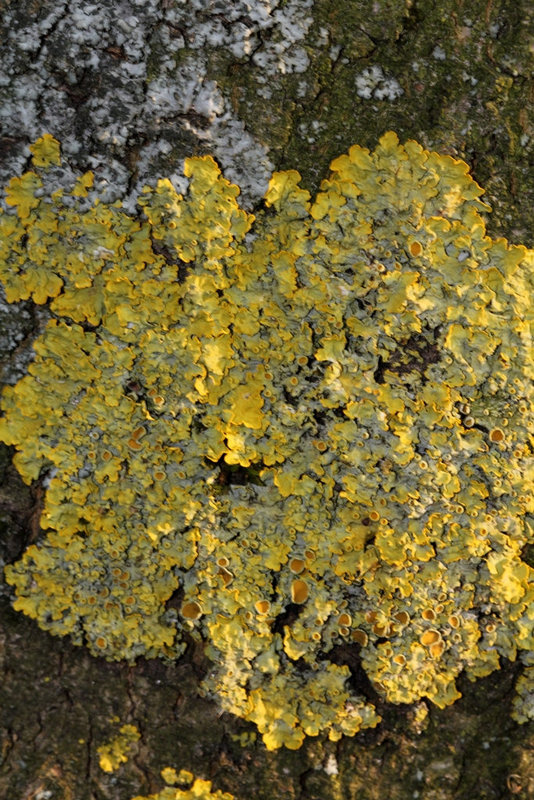 Lichen sur écorce-Xanthoria parietina