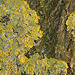 Lichen sur écorce-Xanthoria