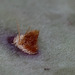 Aréole Opuntia macrocentra
