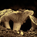 Sepia-Toned Short-Stemmed Roussela Mushrooms