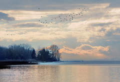 Vol de canards au lac de Neuchâtel...