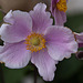 20110818 6395RAw [D~LIP] Herbst-Anemone (Anemone hupehensis), Bad Salzuflen