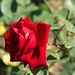 Le Rouge et Le Noir - Hybrid T Rose, Jardin des Plantes de Rouen - May 2011