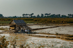 Lonely farmers house in the paddy field