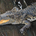 No crocs in Tonlé Sap