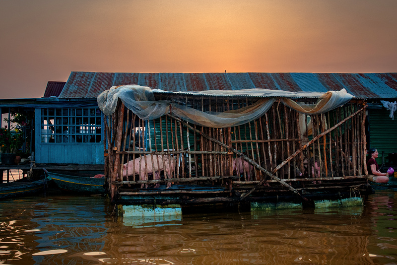 Pig breeding on floating pontoon