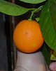 Oranger sanguinelli DSC 0344