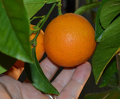 Oranger sanguinelli DSC 0345