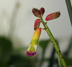 Lachenalia aloïdes - 1ere floraison