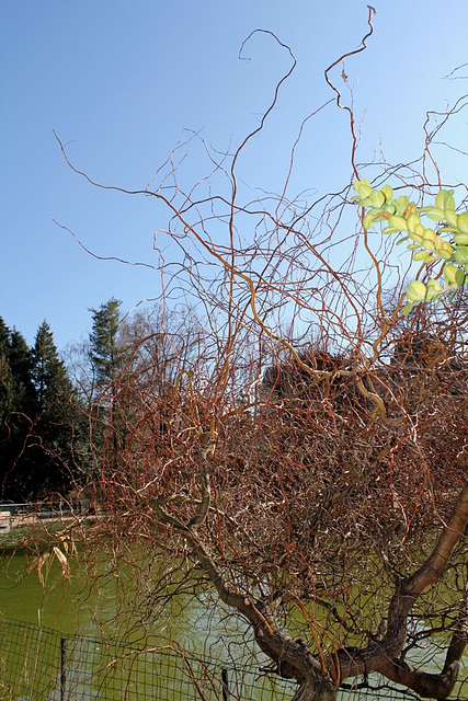Salix matsudana Tortuosa Aureopendula =erythroflexuosa