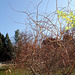 Salix matsudana Tortuosa Aureopendula =erythroflexuosa